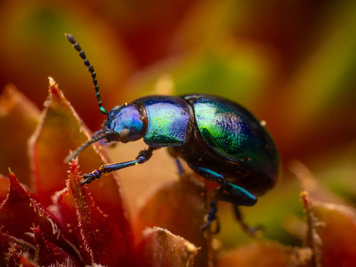 Himmelblauer Blattkäfer