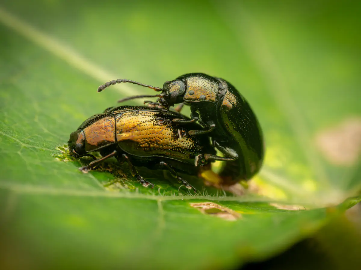 Kleiner Weidenblattkäfer