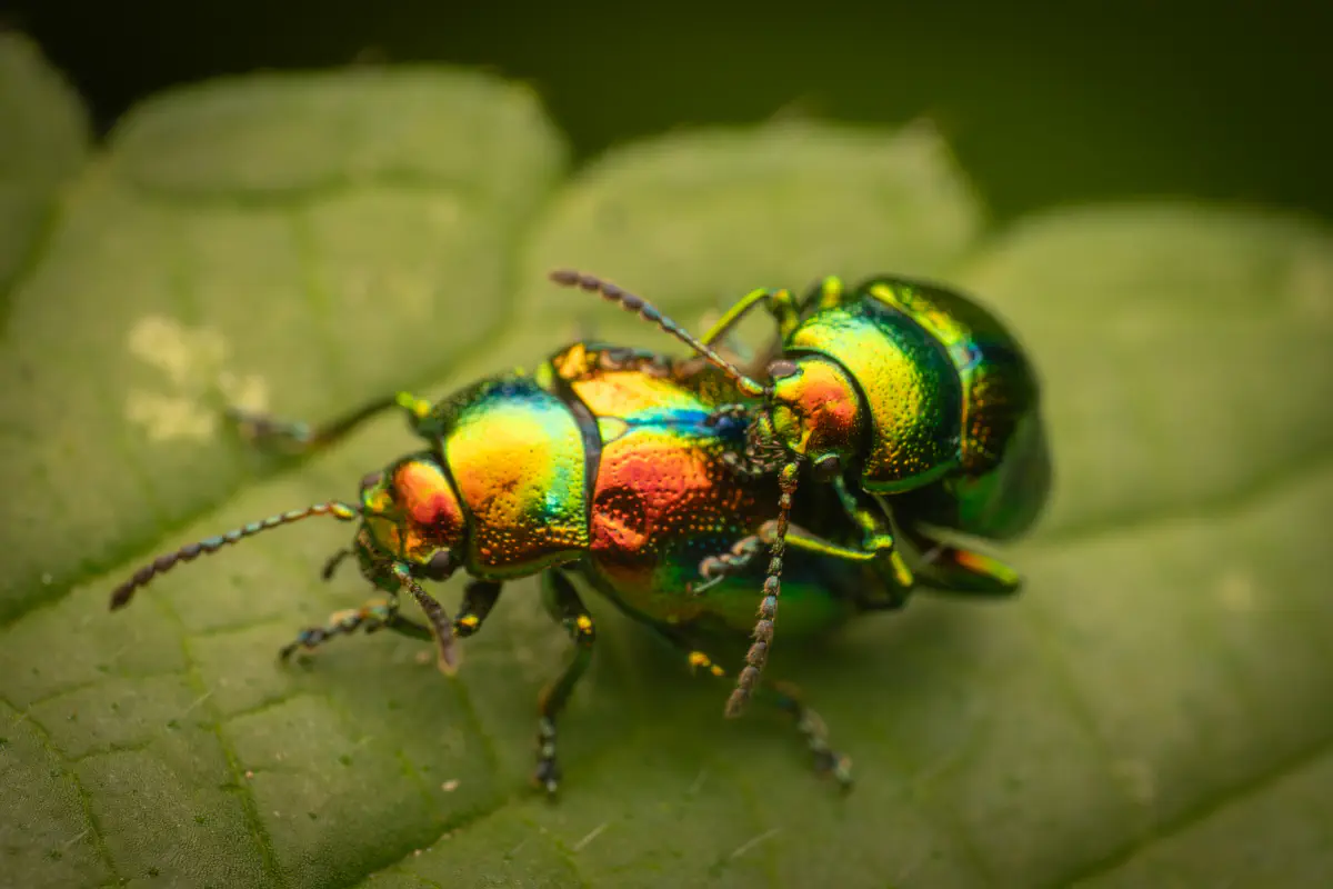 Prächtiger Blattkäfer