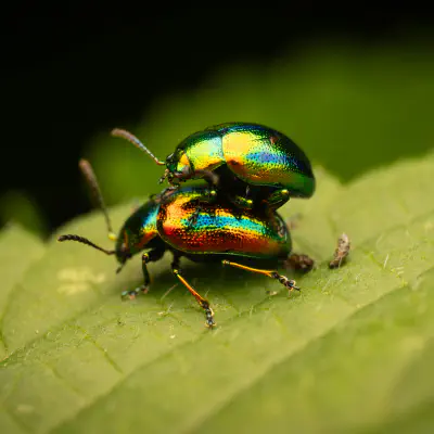 Prächtiger Blattkäfer