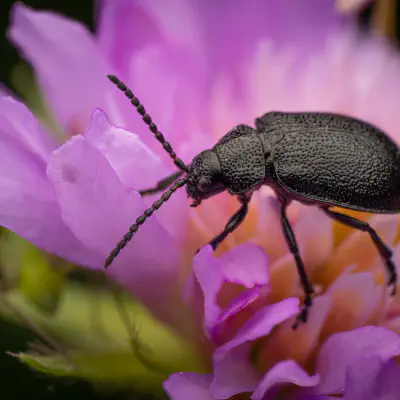 Rainfarn-Blattkäfer