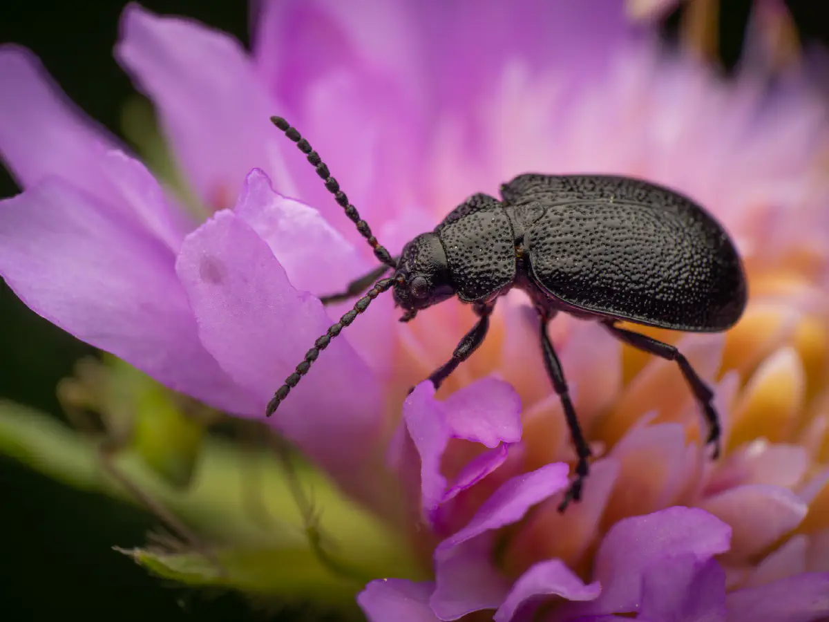 Rainfarn-Blattkäfer