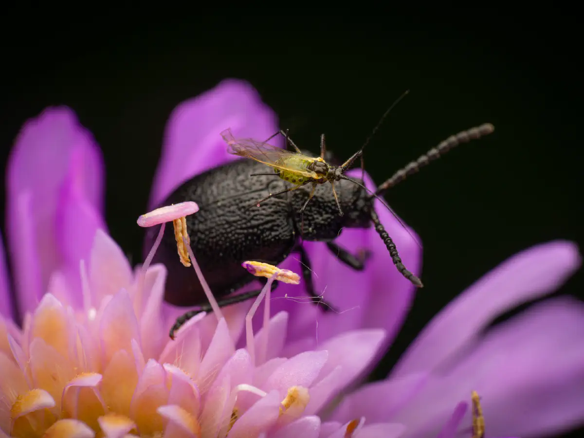 Rainfarn-Blattkäfer