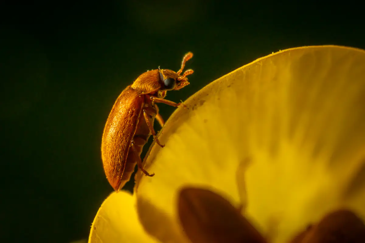 Großäugiger Himbeerkäfer