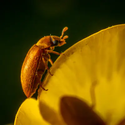 Byturide aux gros yeux