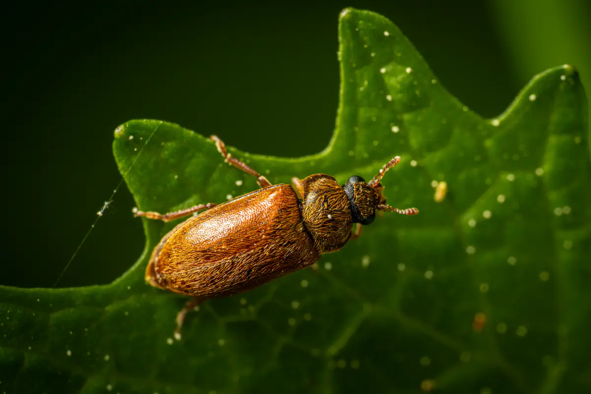 Großäugiger Himbeerkäfer