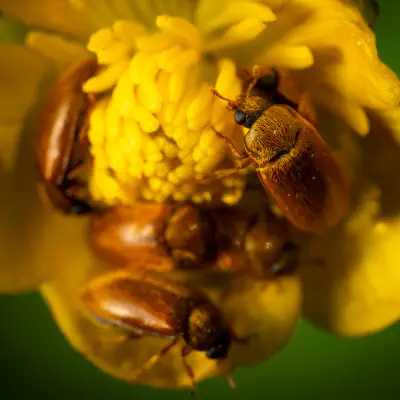 Großäugiger Himbeerkäfer