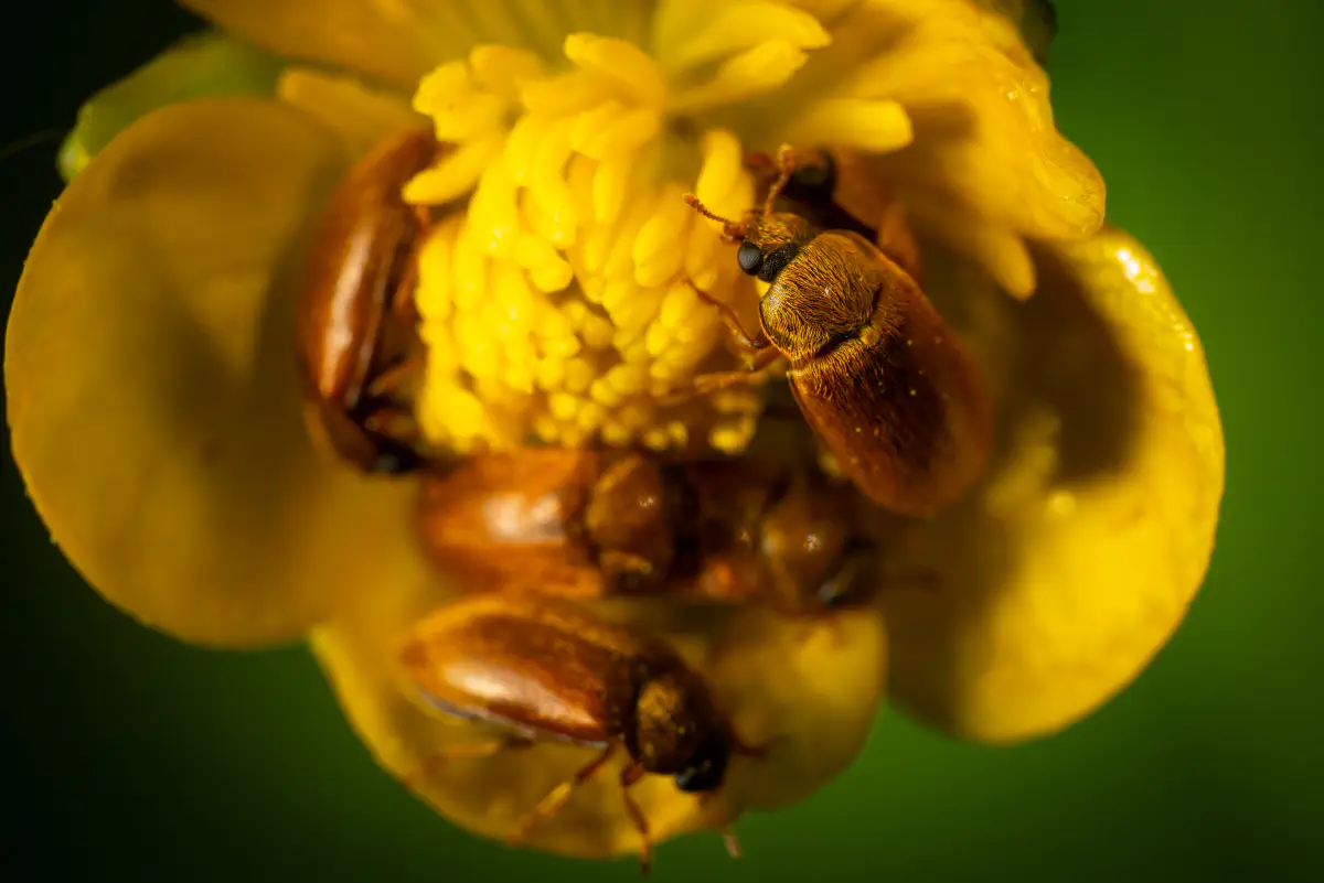 Großäugiger Himbeerkäfer