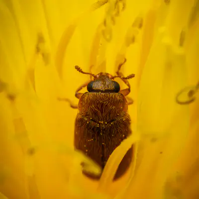 Großäugiger Himbeerkäfer