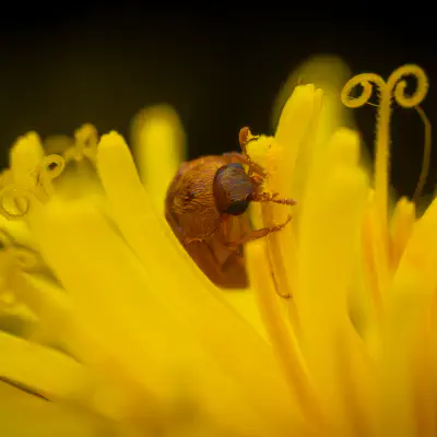 Großäugiger Himbeerkäfer