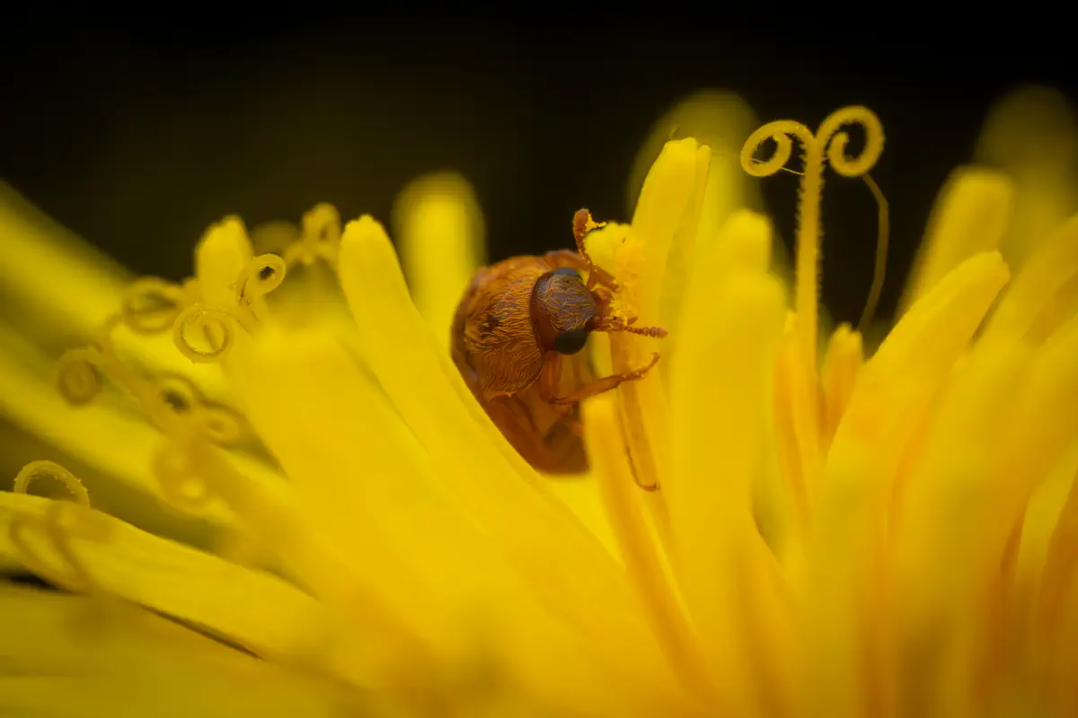Großäugiger Himbeerkäfer