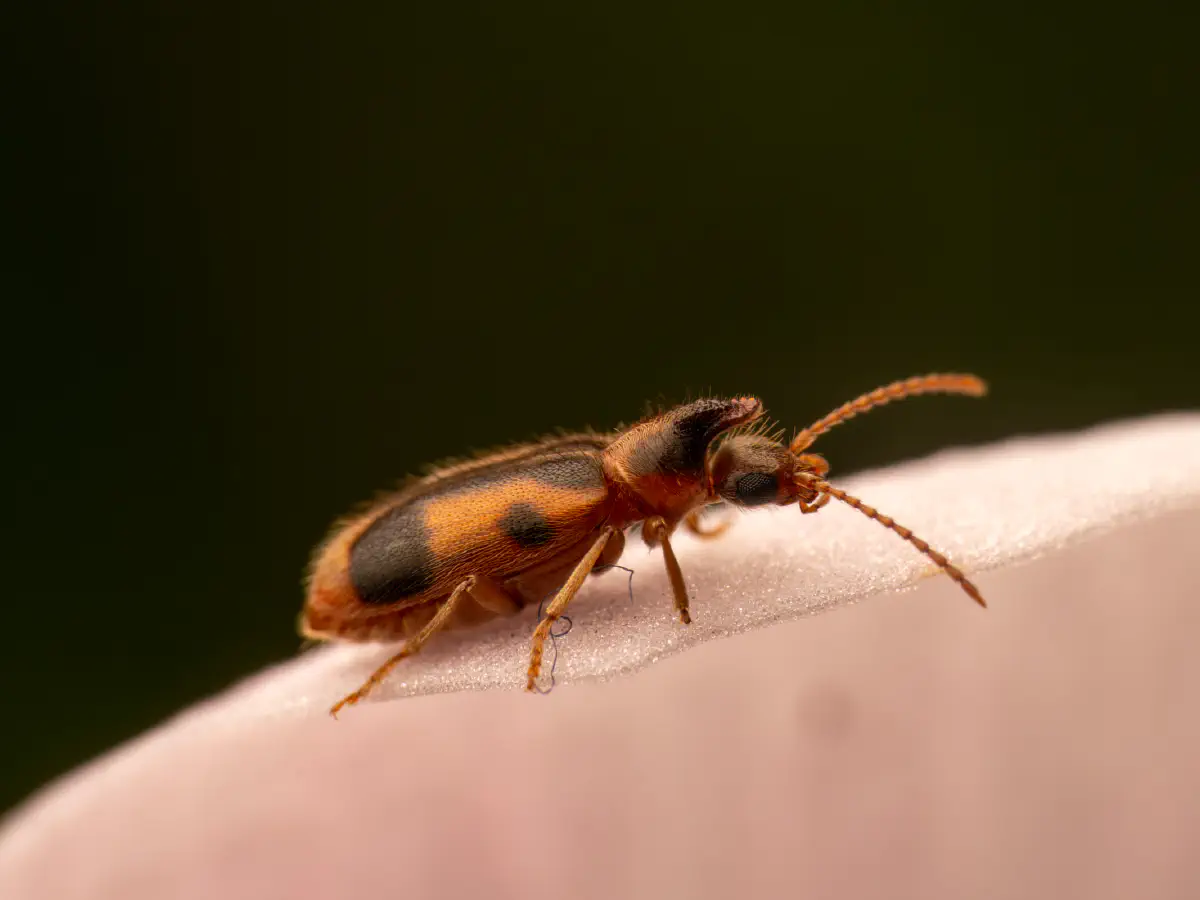Gemeiner Einhornkäfer
