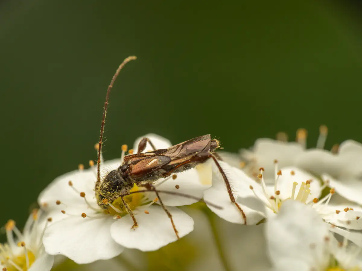 Dunkelschenkliger Kurzdeckenbock