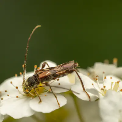 Dunkelschenkliger Kurzdeckenbock