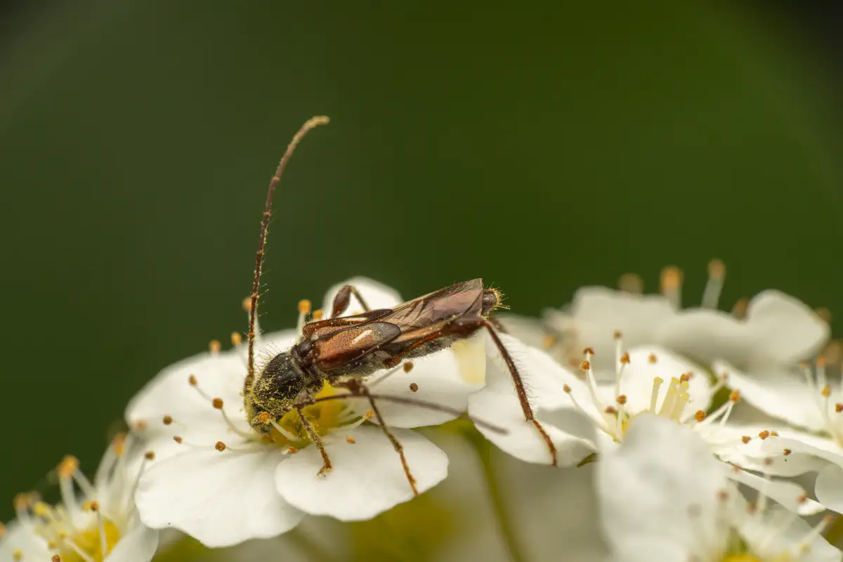 Dunkelschenkliger Kurzdeckenbock
