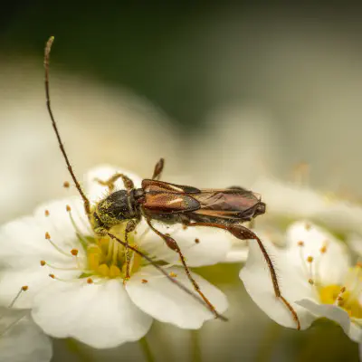 Dunkelschenkliger Kurzdeckenbock