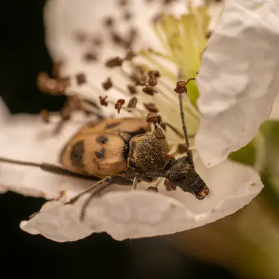 Gefleckter Blütenhalsbock