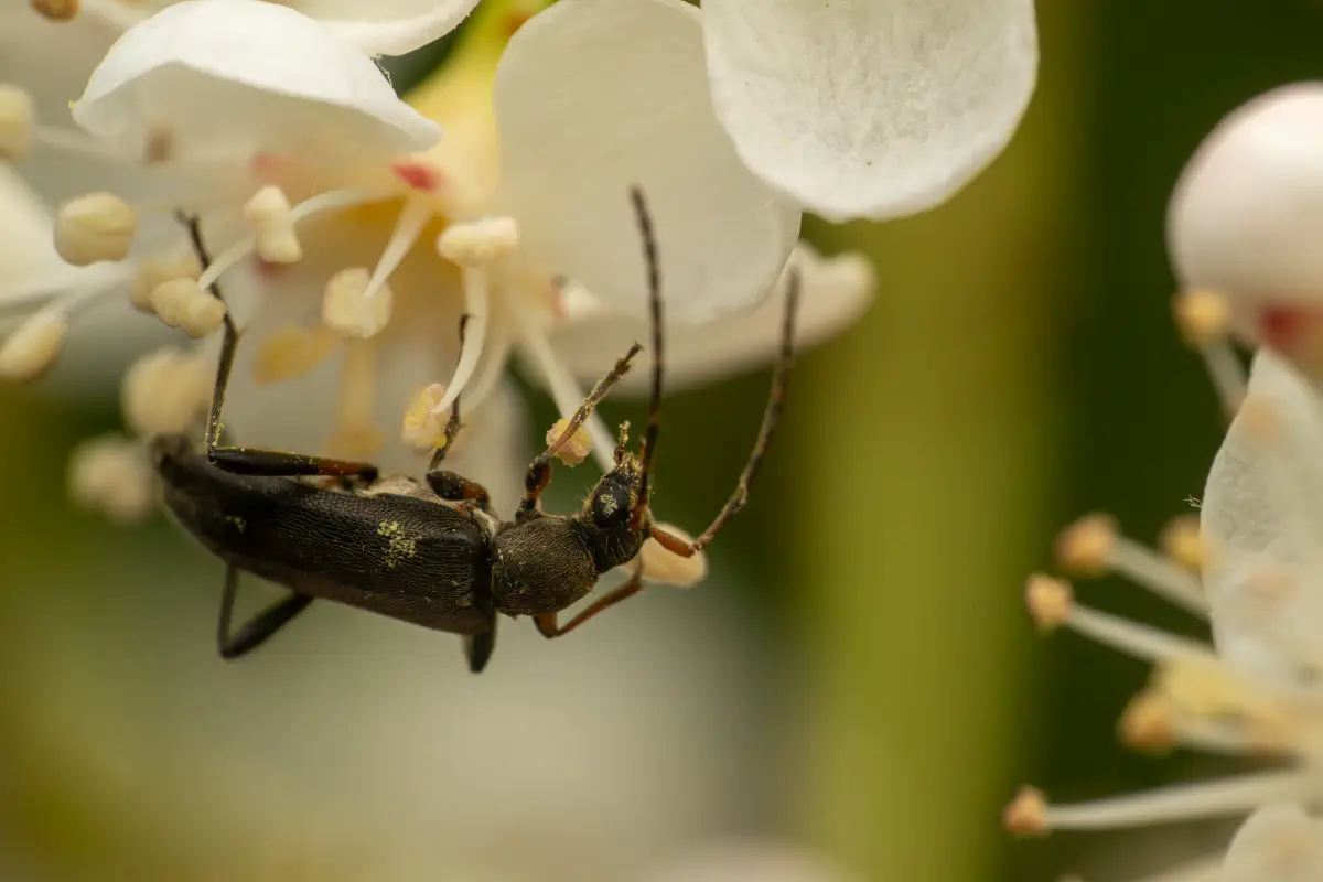 Mattschwarzer Blütenbock
