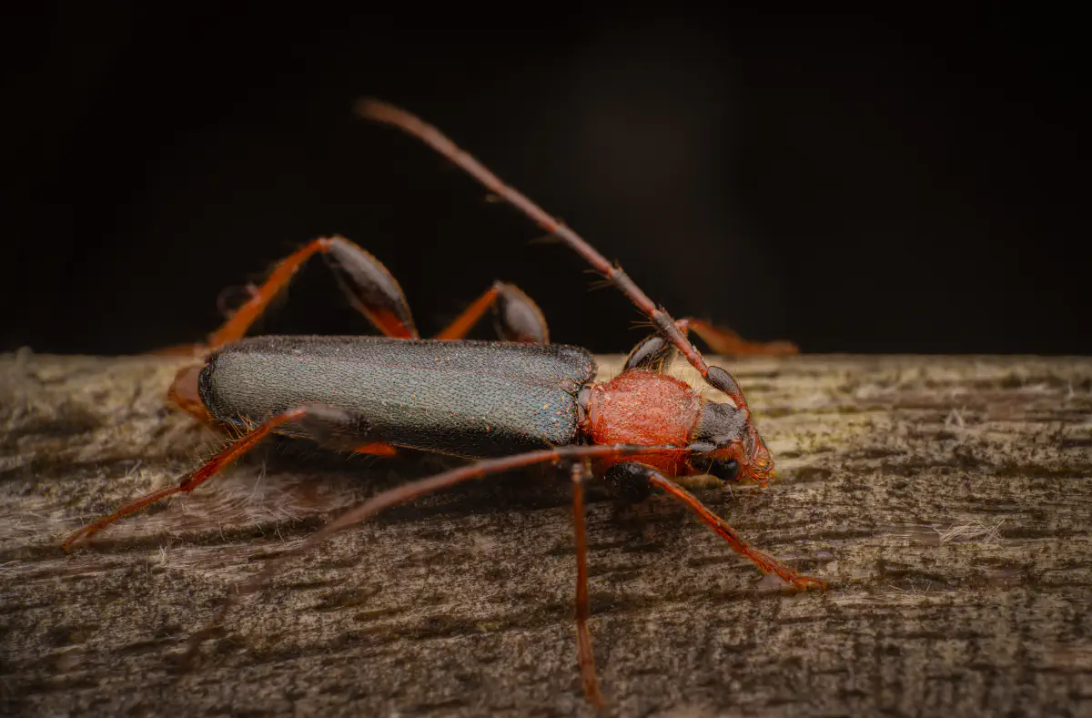 Veränderlicher Scheibenbock