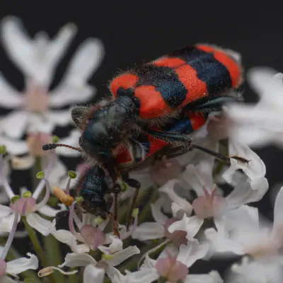 Gemeiner Bienenkäfer