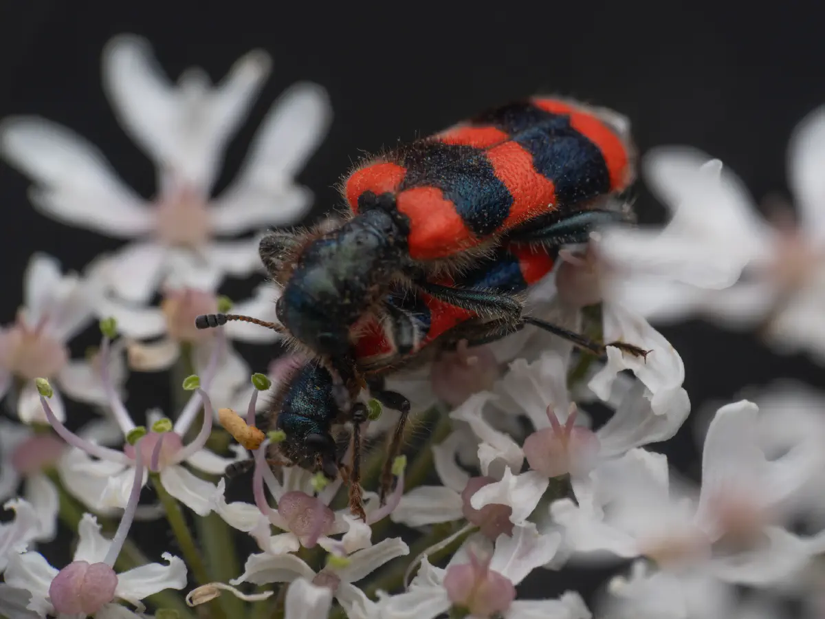 Gemeiner Bienenkäfer