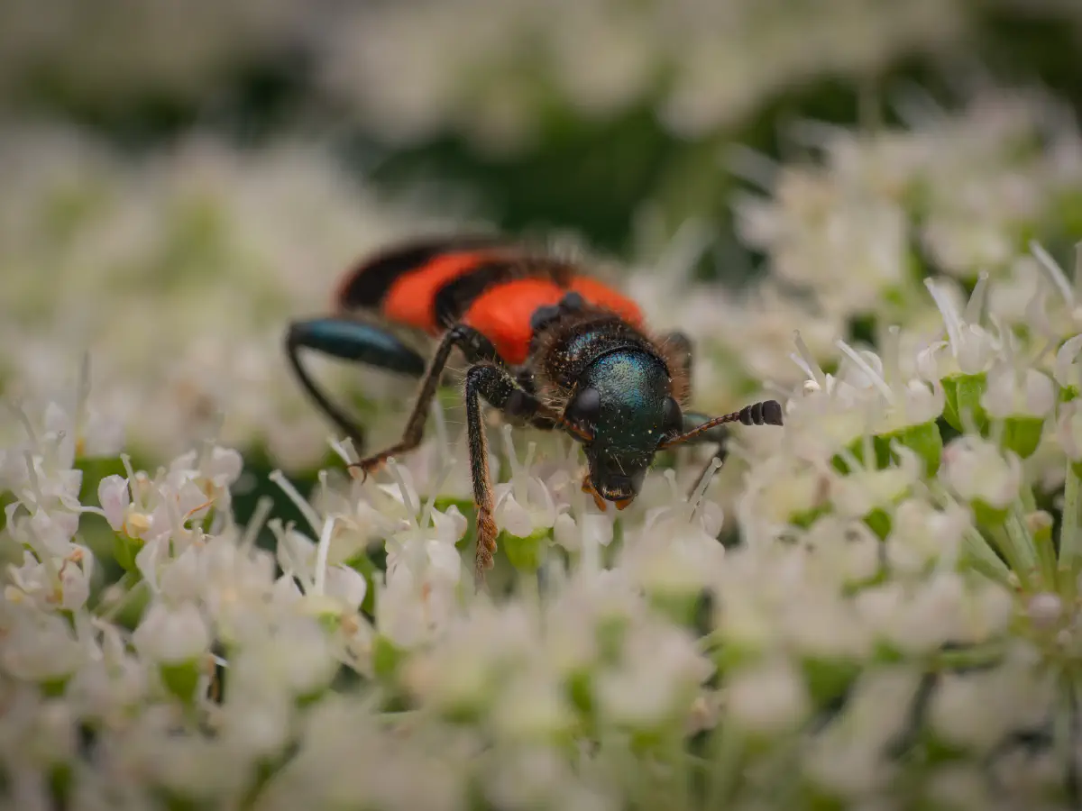 Gemeiner Bienenkäfer