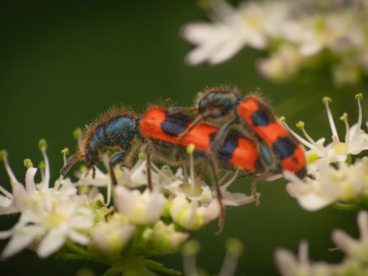 Gemeiner Bienenkäfer