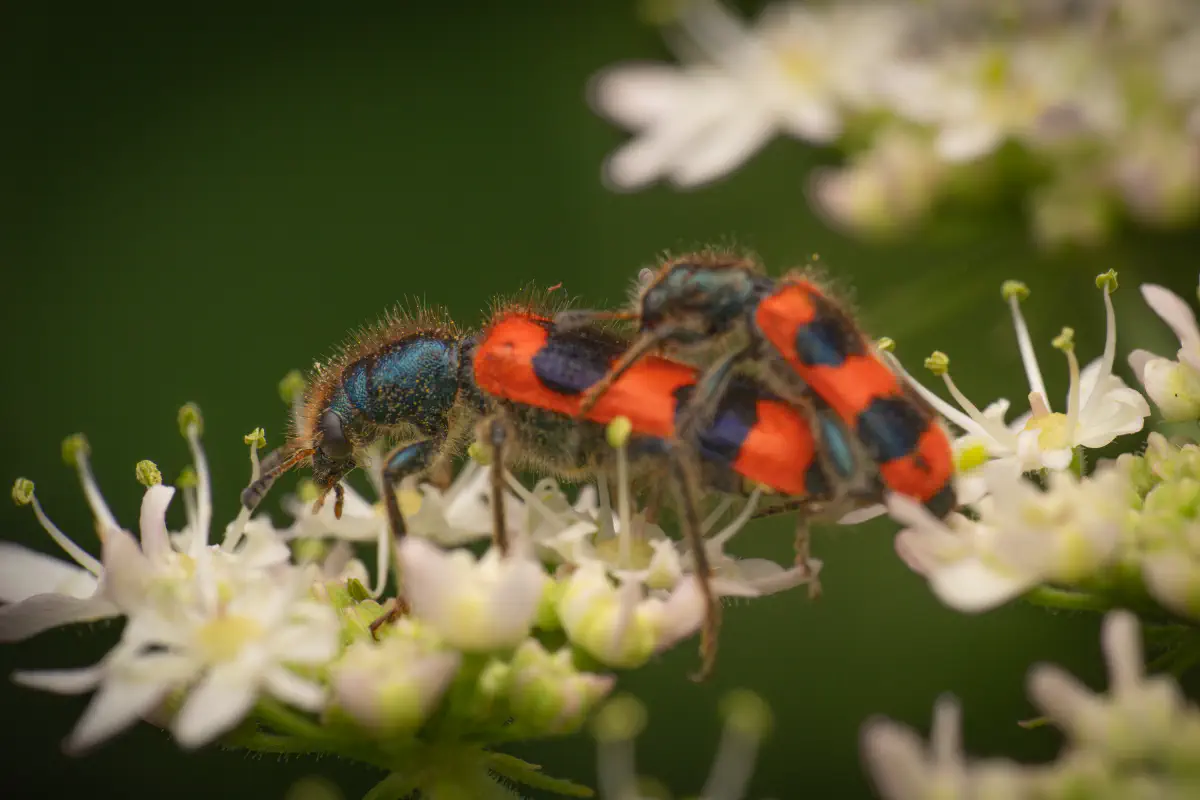 Gemeiner Bienenkäfer