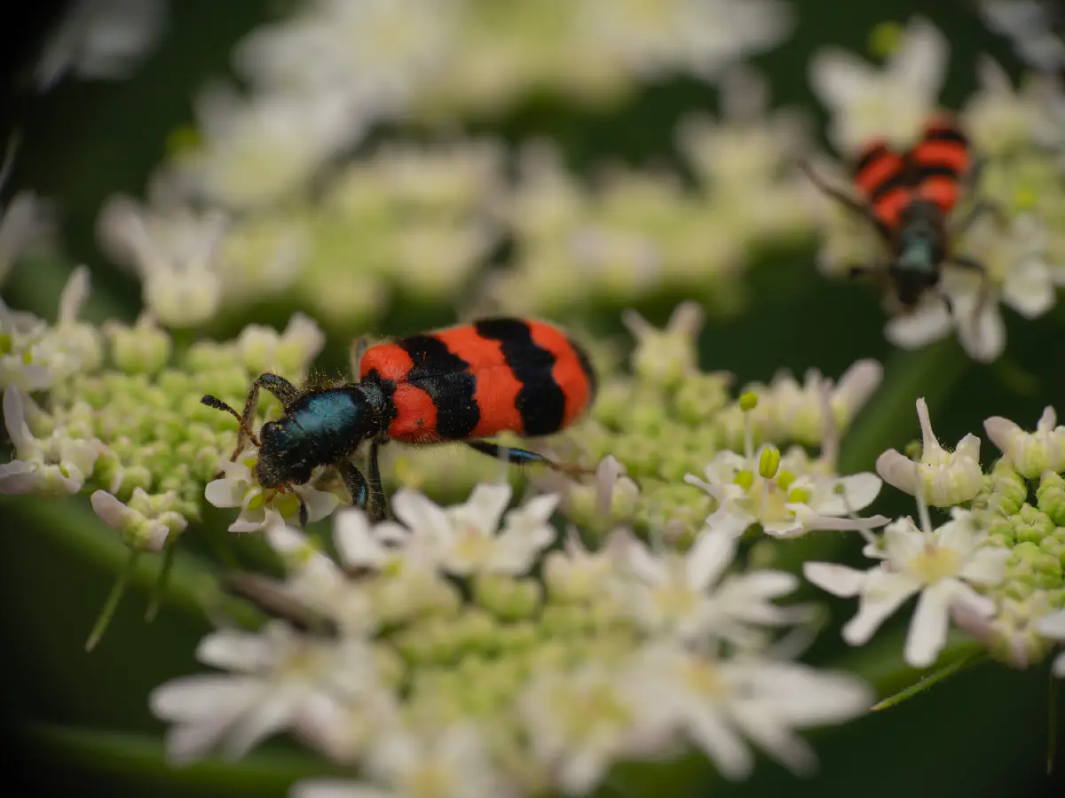 Gemeiner Bienenkäfer