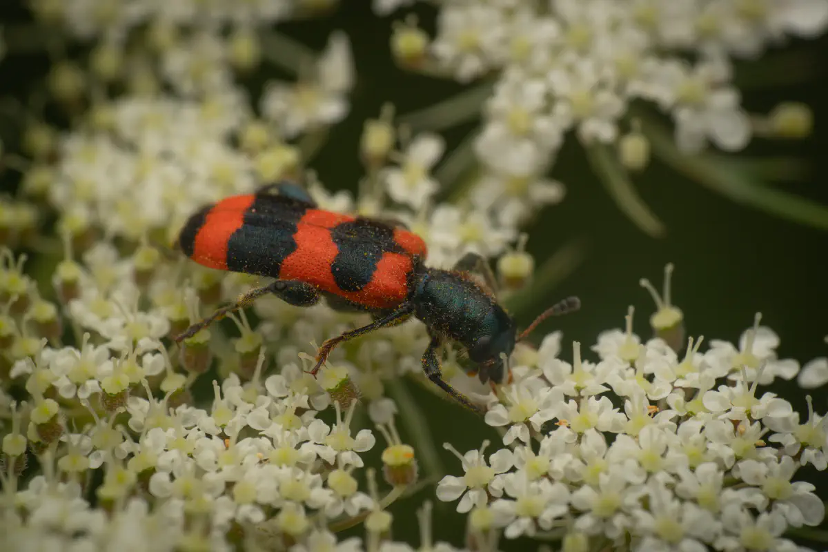 Gemeiner Bienenkäfer