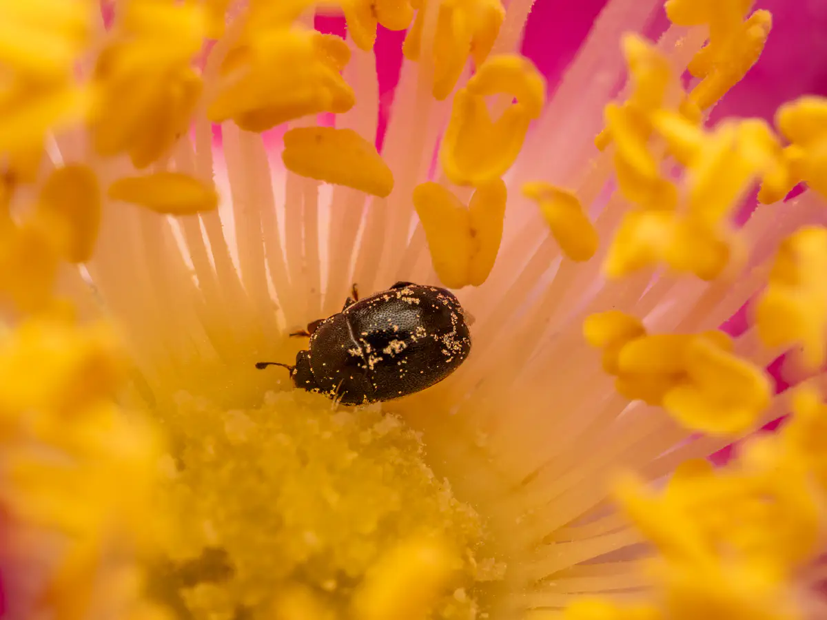 Rapsglanzkäfer