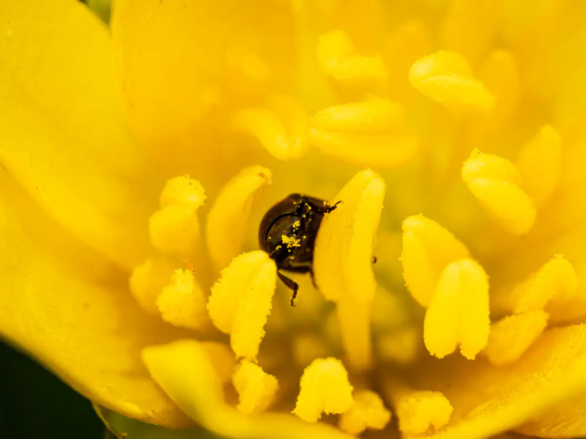 Rapsglanzkäfer