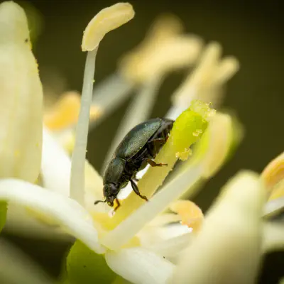 Rapsglanzkäfer
