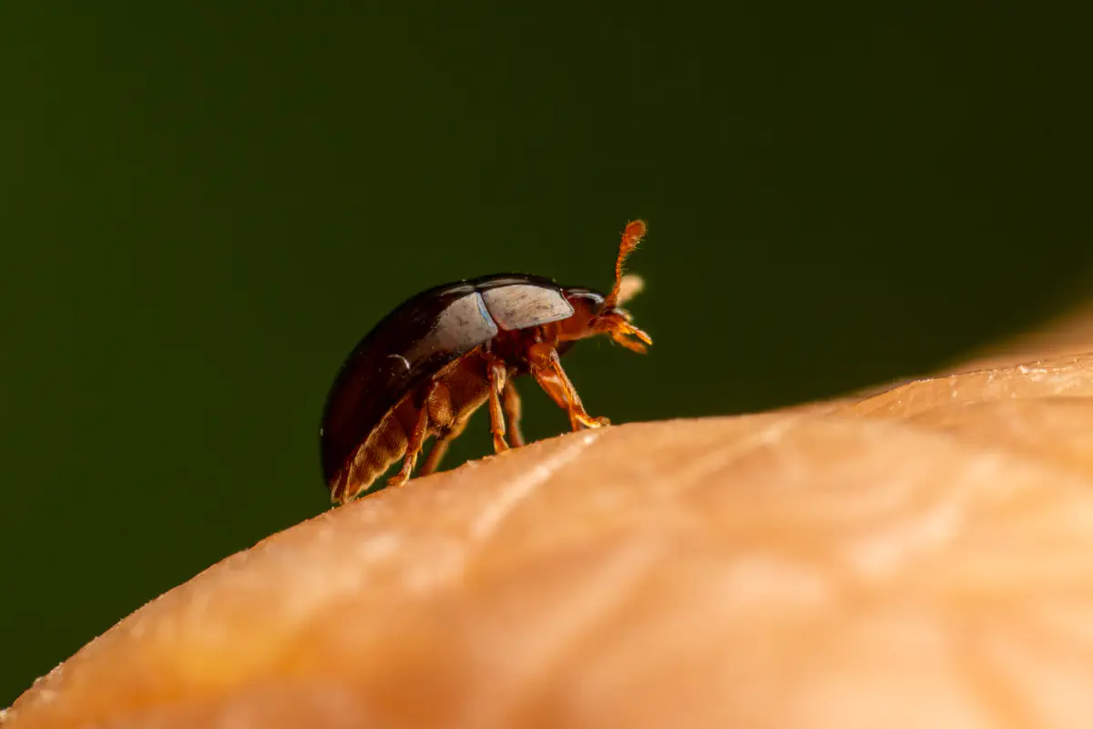 Zweifarbiger Glattkäfer