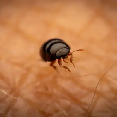 Zweifarbiger Glattkäfer