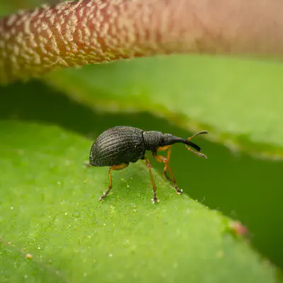 Straight-snouted Weevils