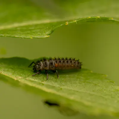Asiatischer Marienkäfer