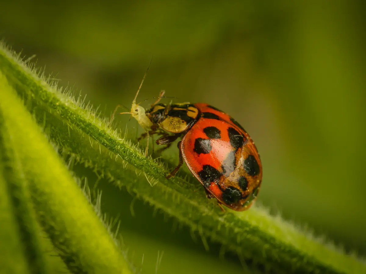 Asian Lady Beetle