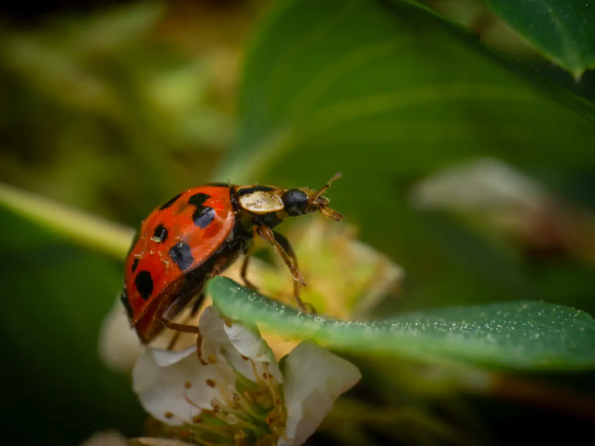 Asian Lady Beetle
