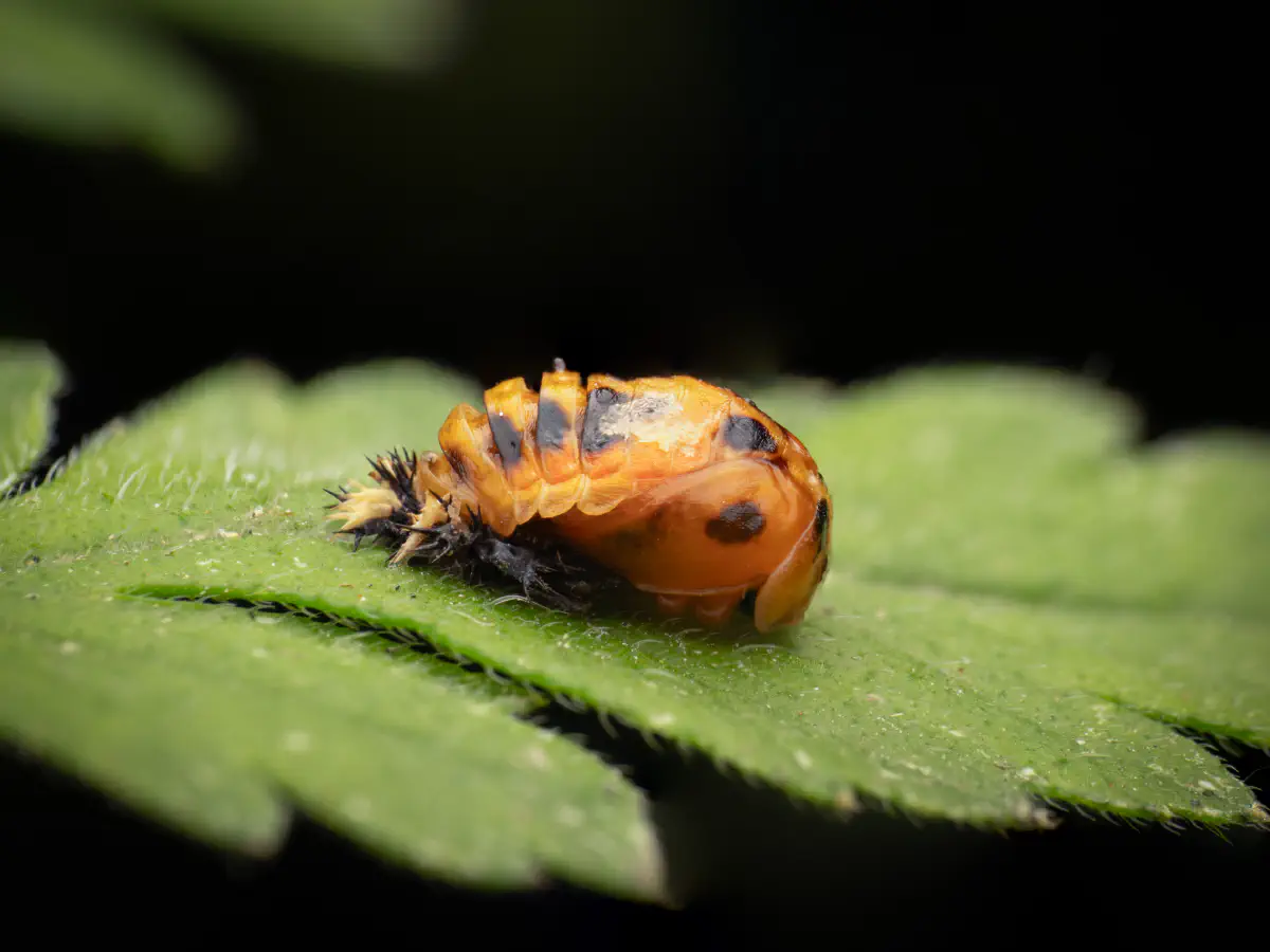 Asian Lady Beetle