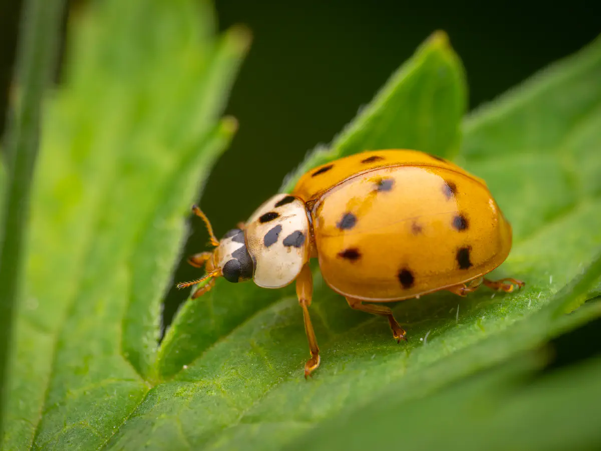 Asian Lady Beetle