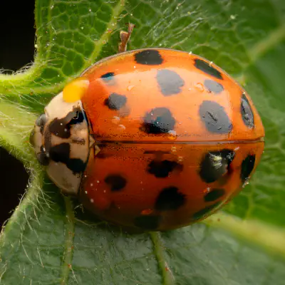 Asiatischer Marienkäfer