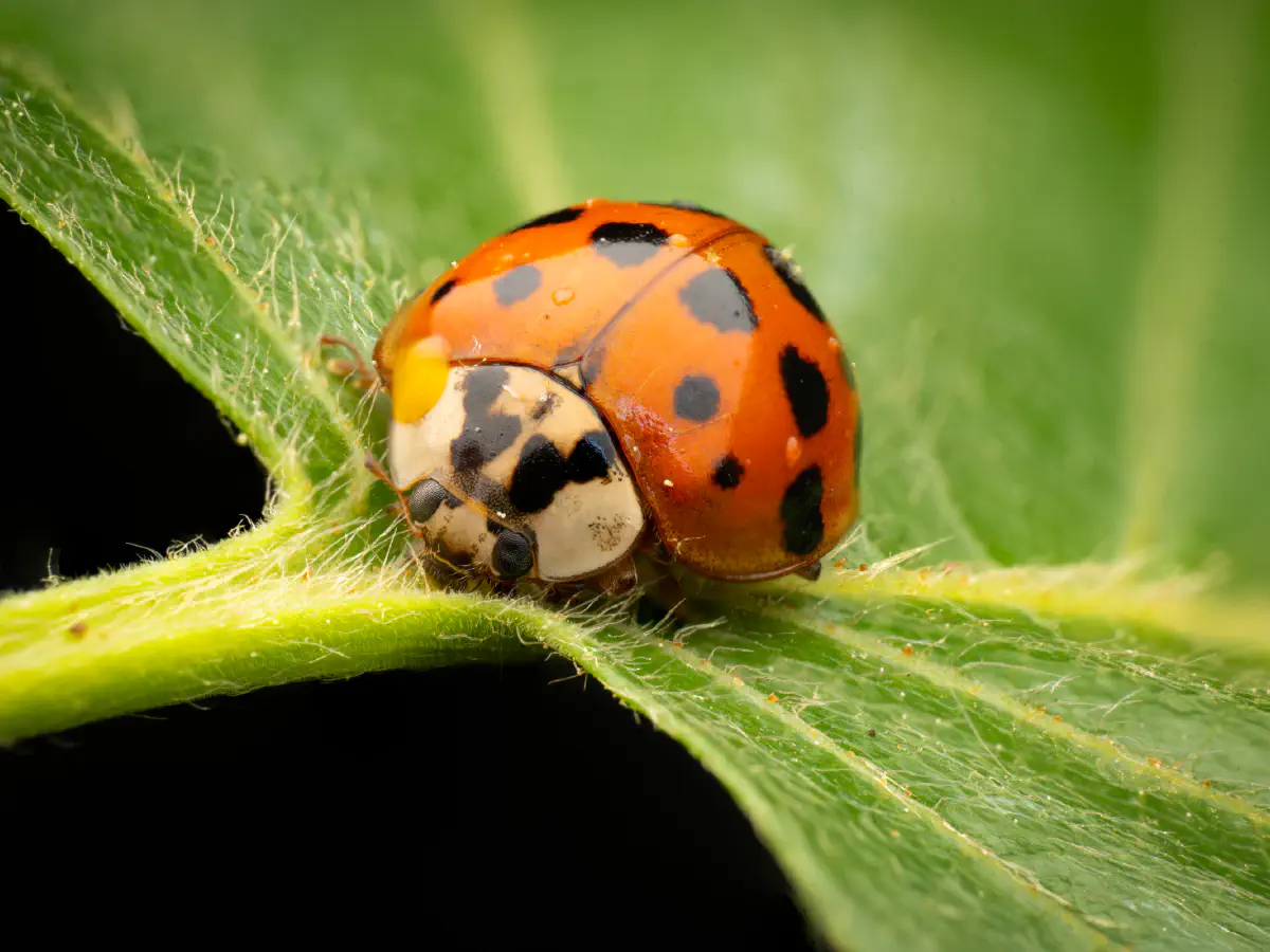 Asian Lady Beetle