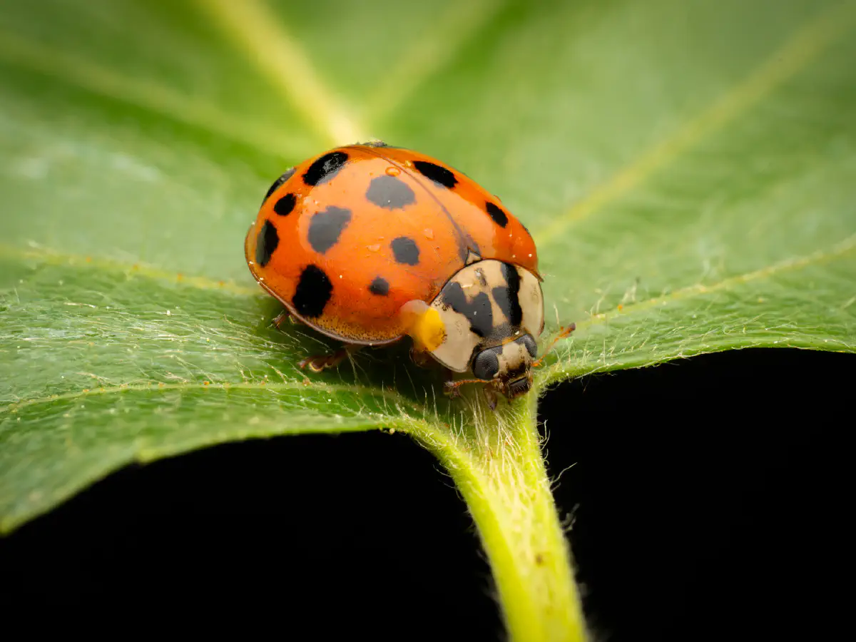 Asian Lady Beetle