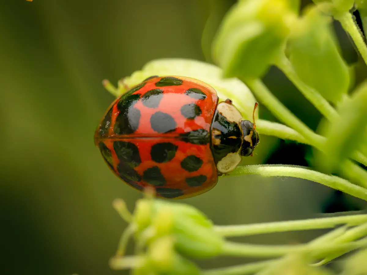 Asian Lady Beetle