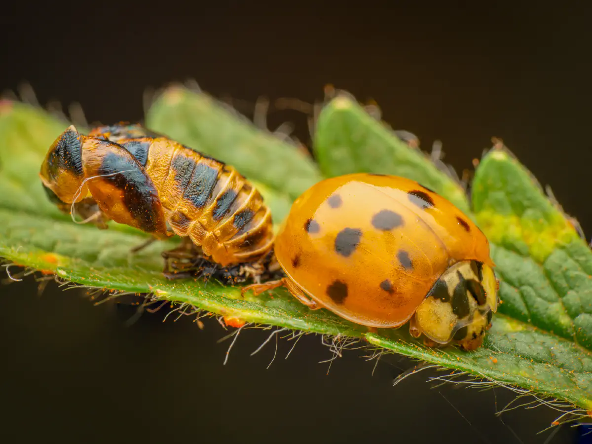 Asian Lady Beetle