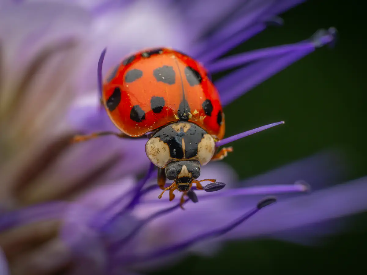Asian Lady Beetle