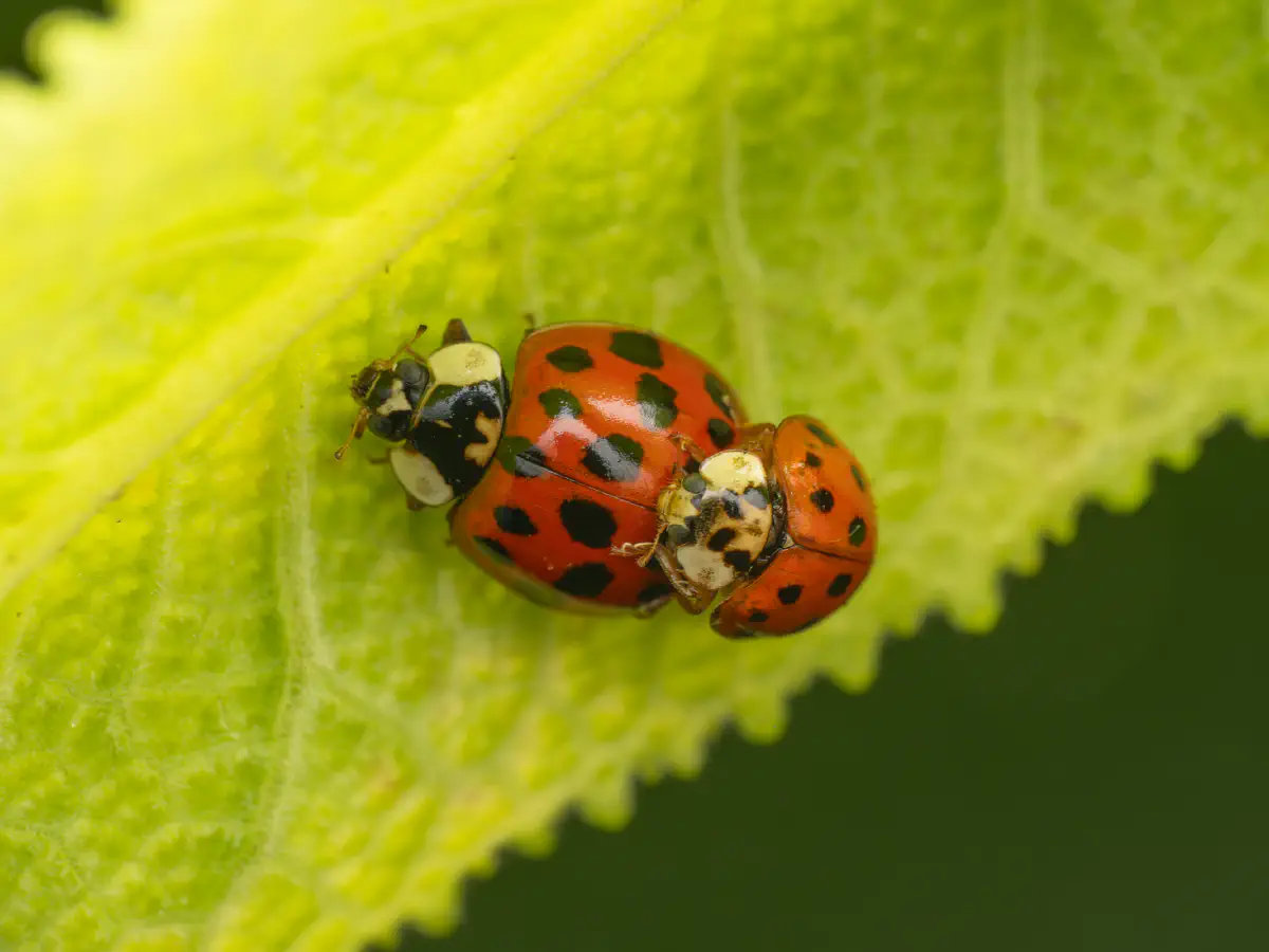 Asian Lady Beetle