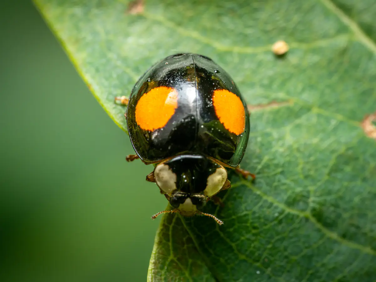 Chilocorus renipustulatus