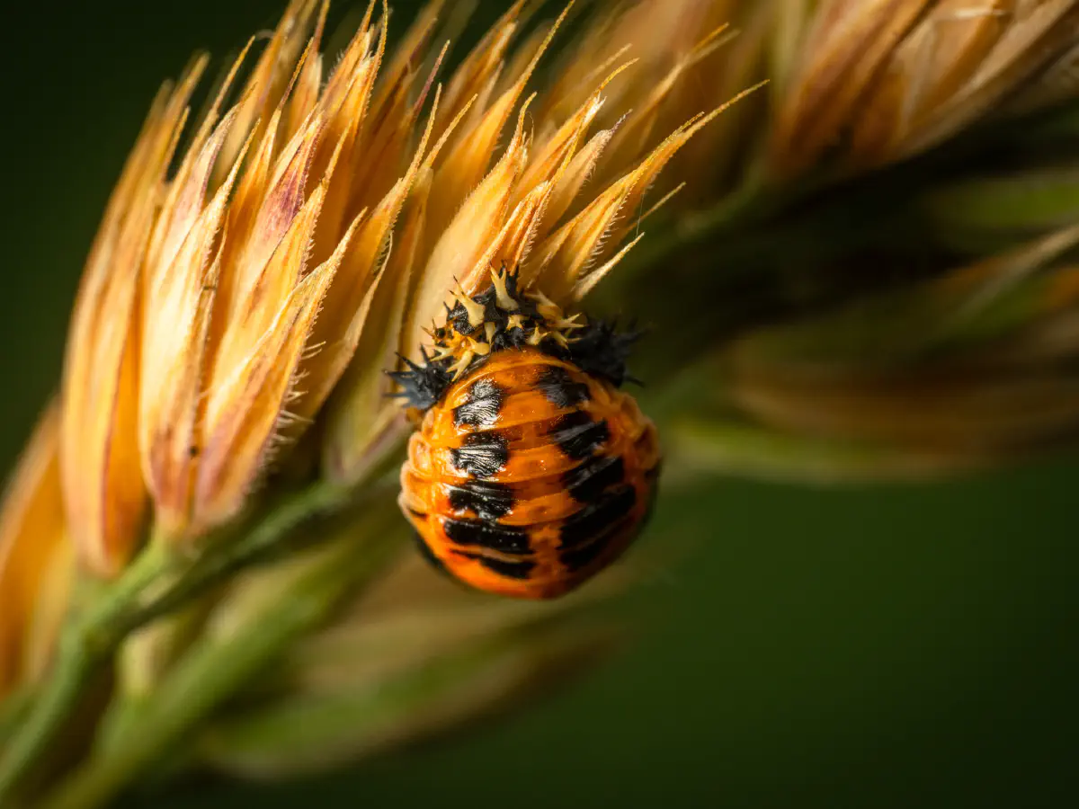 16-spot Ladybird